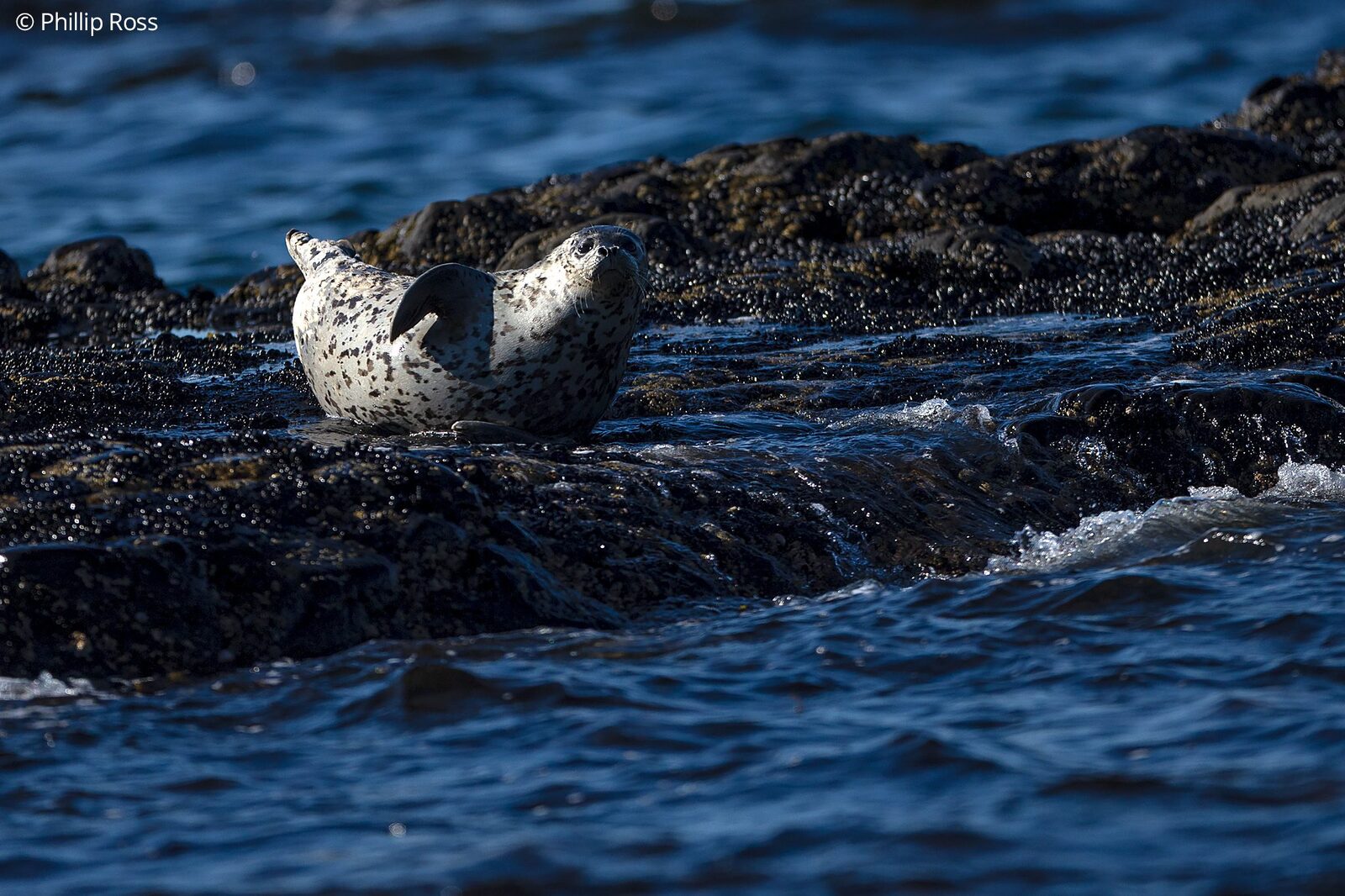 Seals hauled out on the rocks