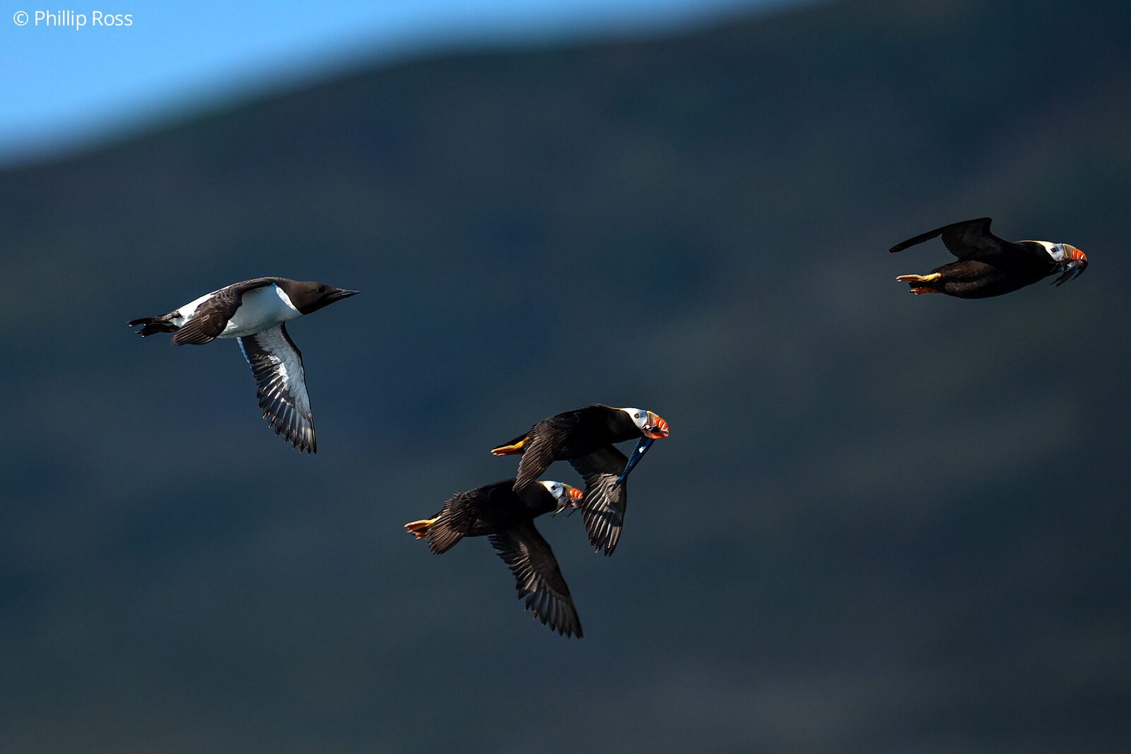 Tufted puffins (Fratercula cirrhata) and Brünnich’s guillemots (Uria lomvia) in flight