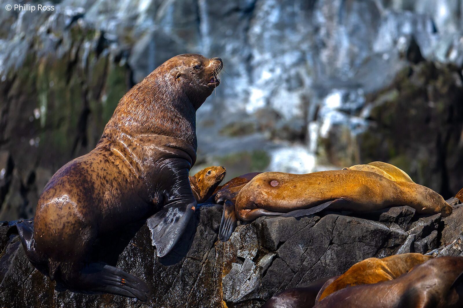 Steller sea lions (Eumetopias jubatus) on the rocks