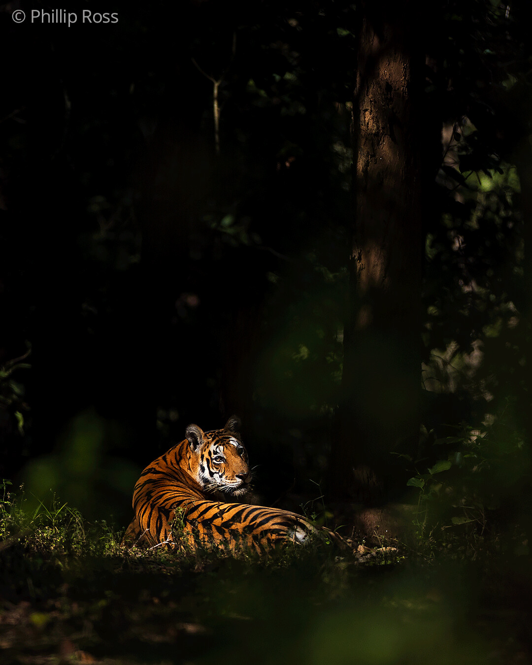 A tiger (Panthera tigris) resting in a shaft of light in the sal forest