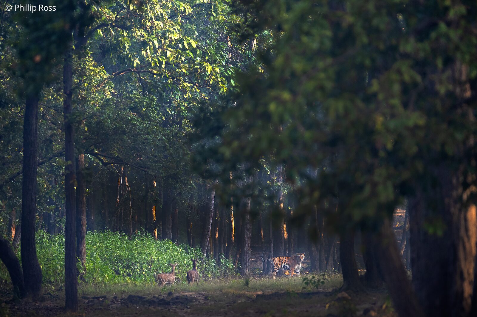 The deer and the tiger (Panthera tigris)
