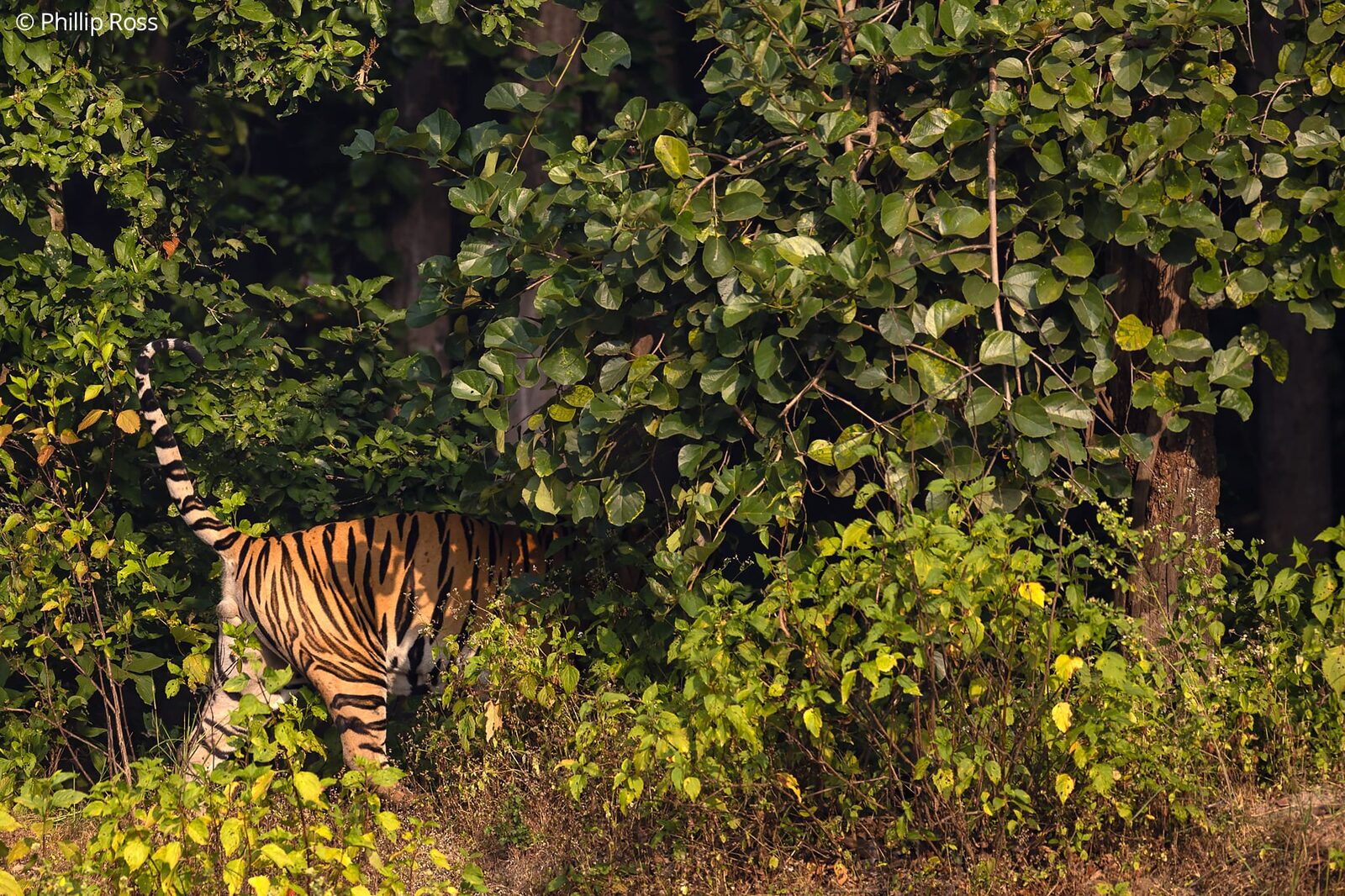 A tiger (Panthera tigris) walking into the undergrowth