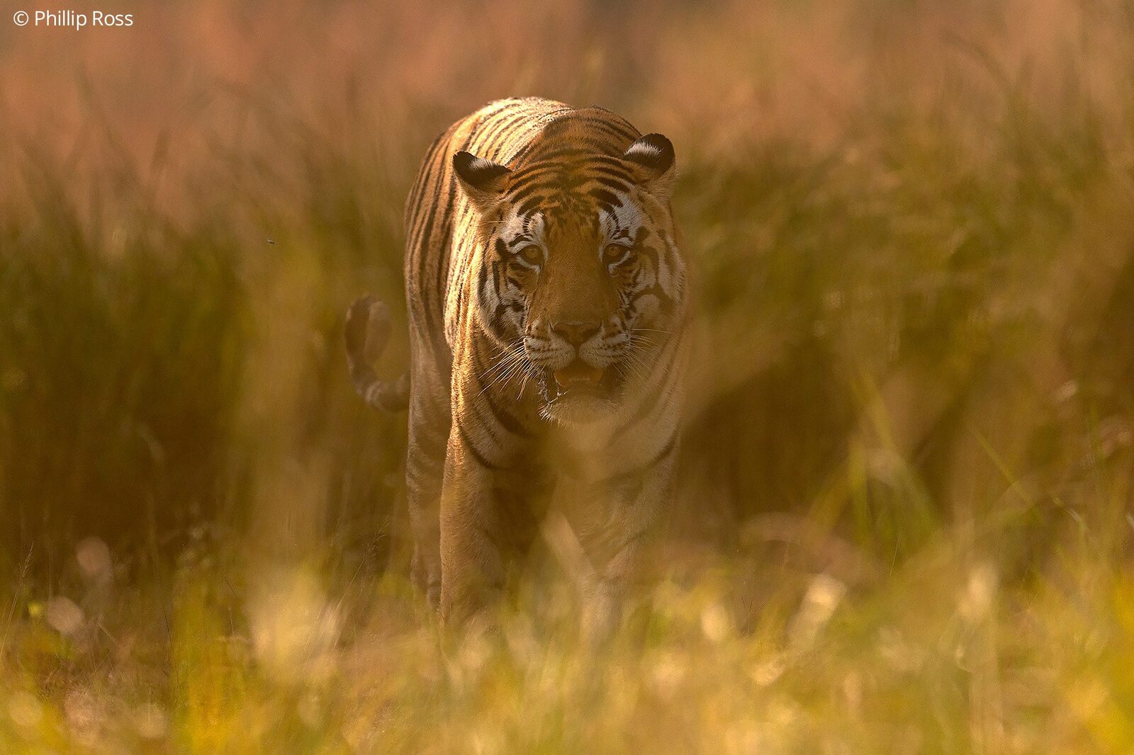 A tiger (Panthera tigris) walking through the golden grass