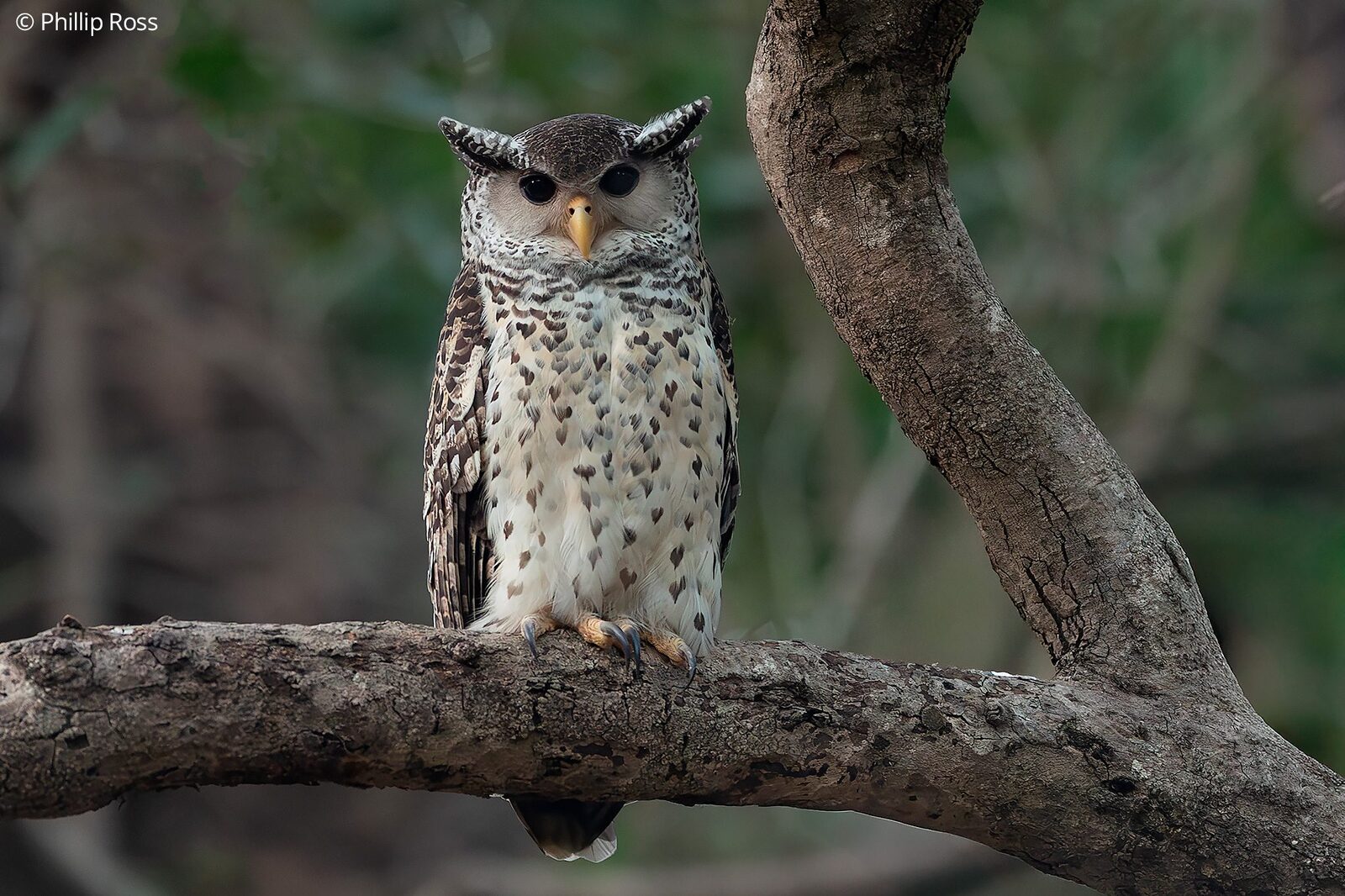 A Spot-bellied Eagle-Owl (Bubo nipalensis) on a branch