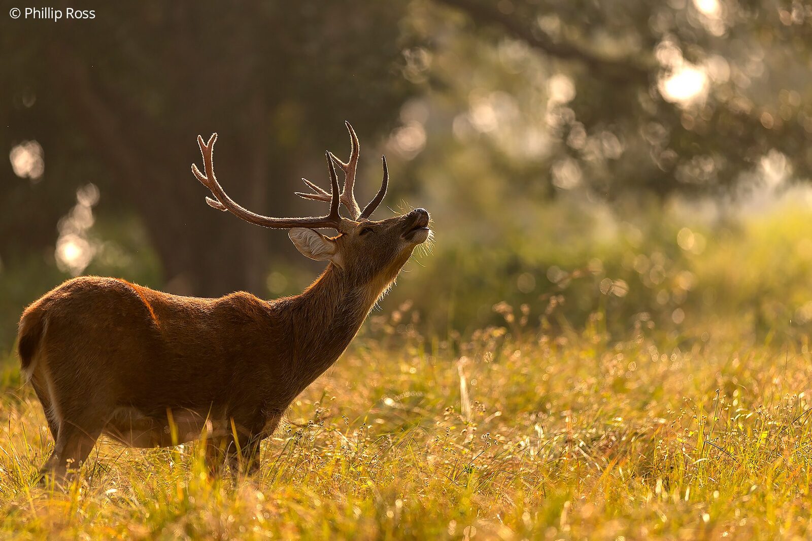 A barasingha stag (Rucervus duvaucelii) caught in a Flehmen response