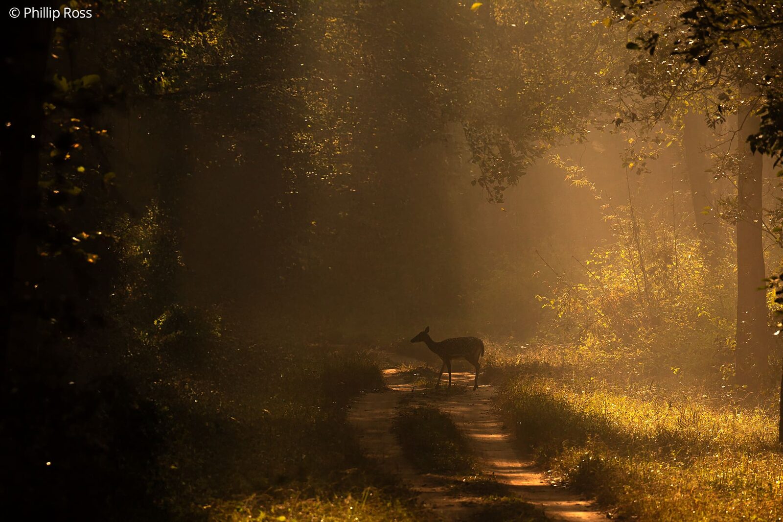 A deer on a sunlit forest track