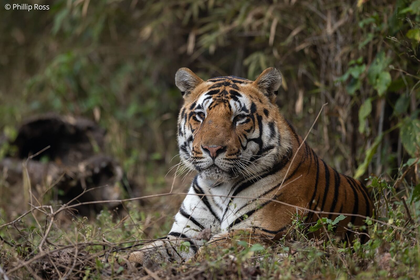 A tiger (Panthera tigris) resting in the undergrowth