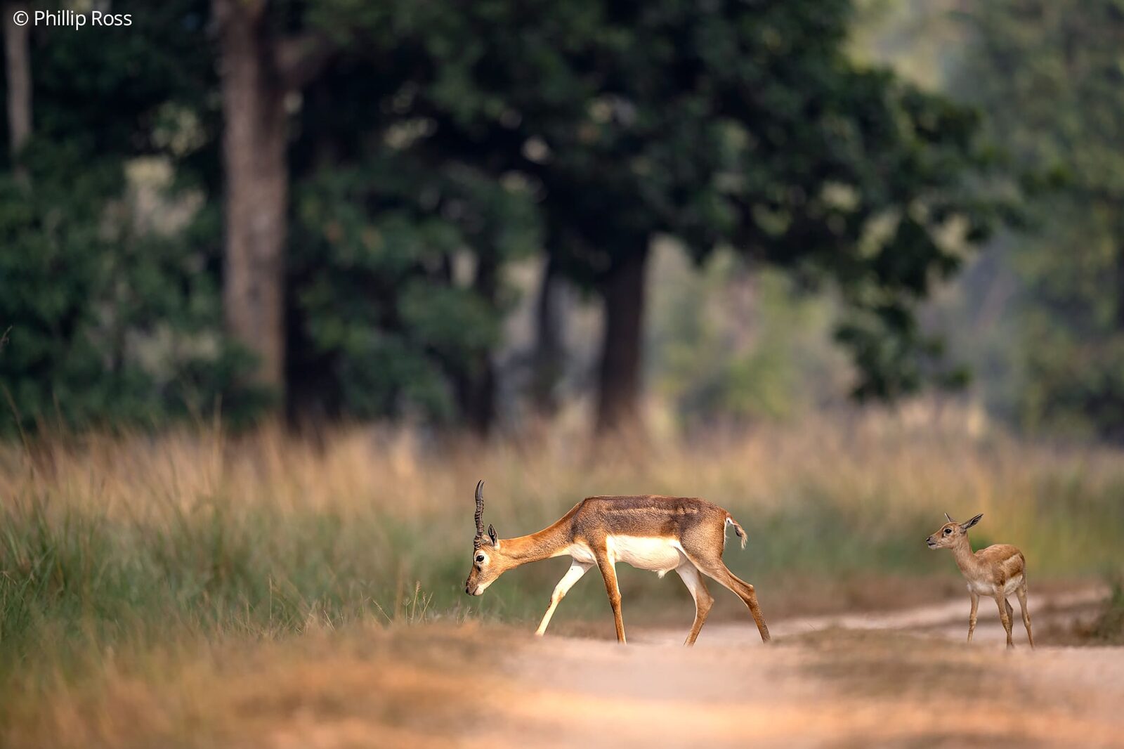 An antelope and a fawn on the forest track
