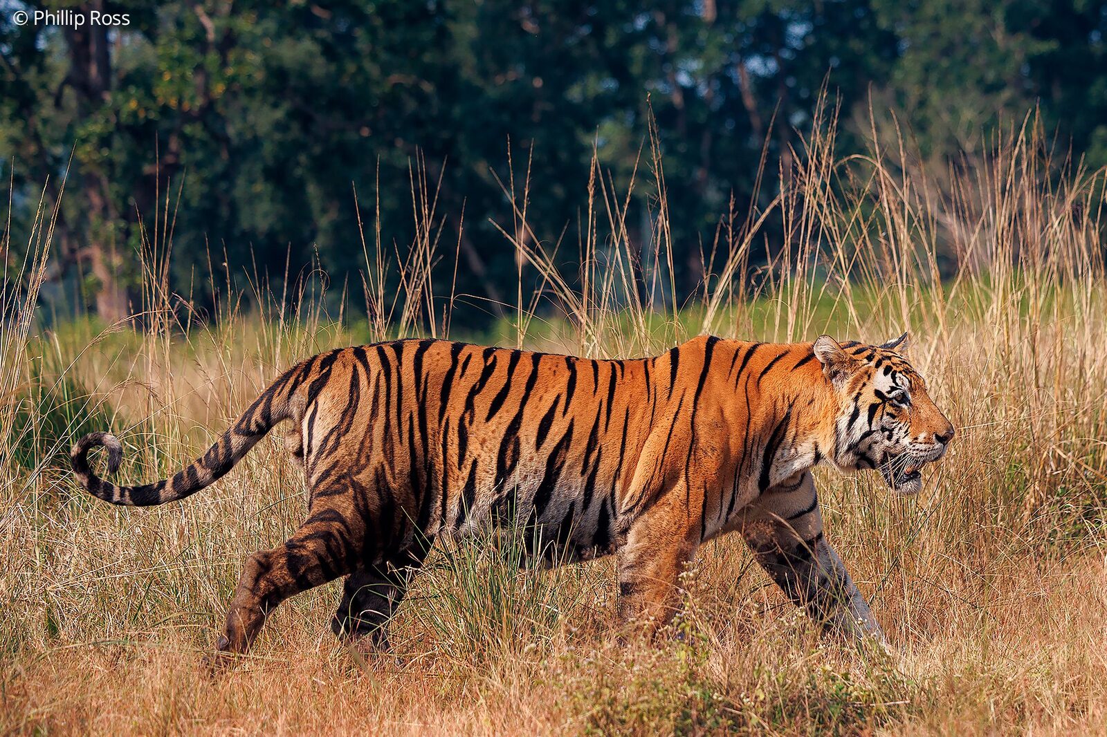 A tiger (Panthera tigris) striding through the grassland