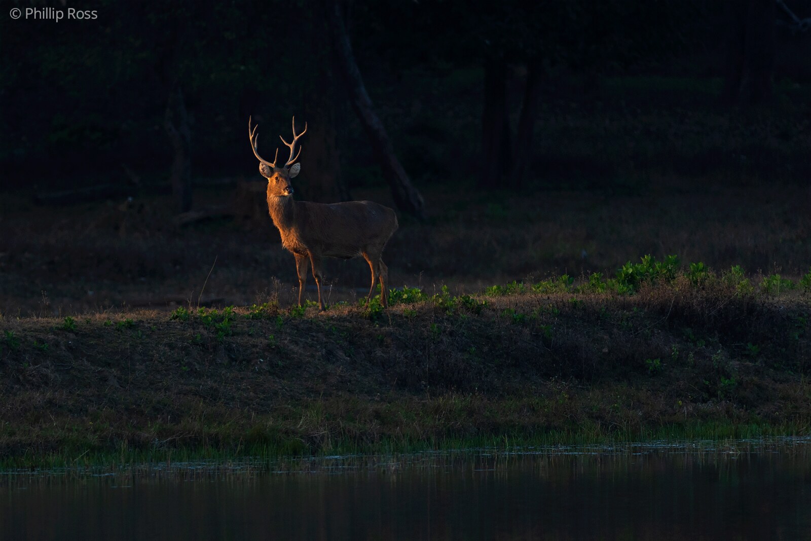A hard-ground barasingha stag (Rucervus duvaucelii branderi) in the last light