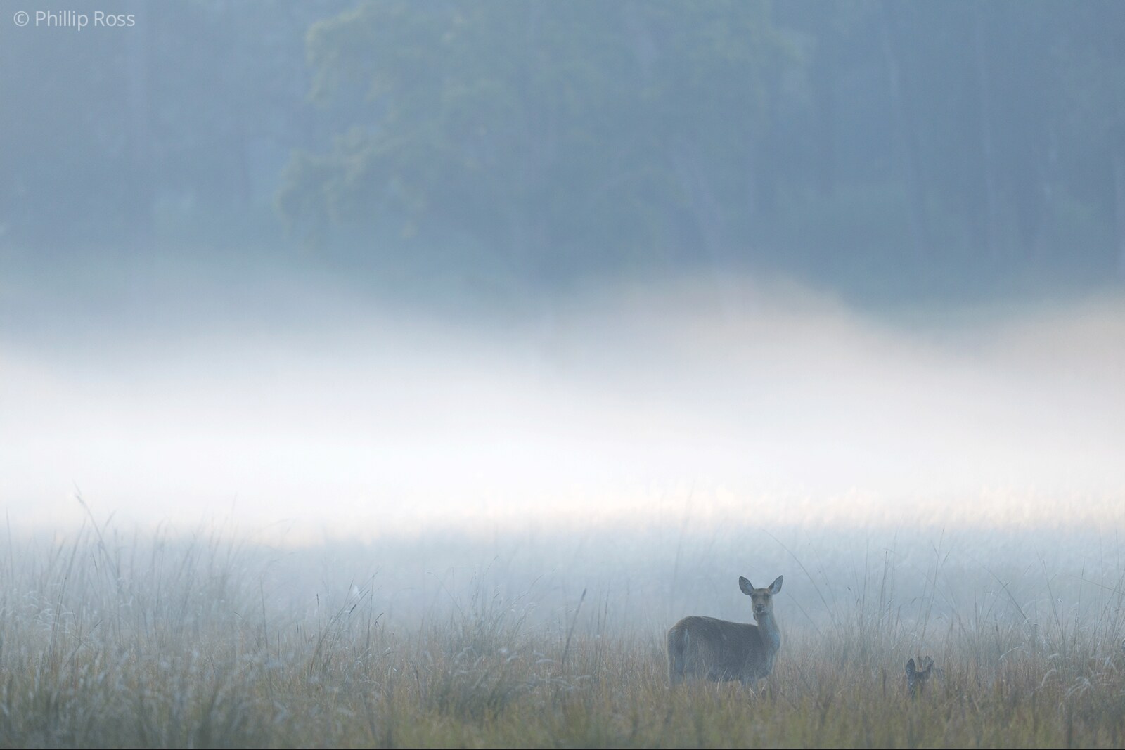 A hard-ground barasingha (Rucervus duvaucelii branderi) and her fawn in the morning mist