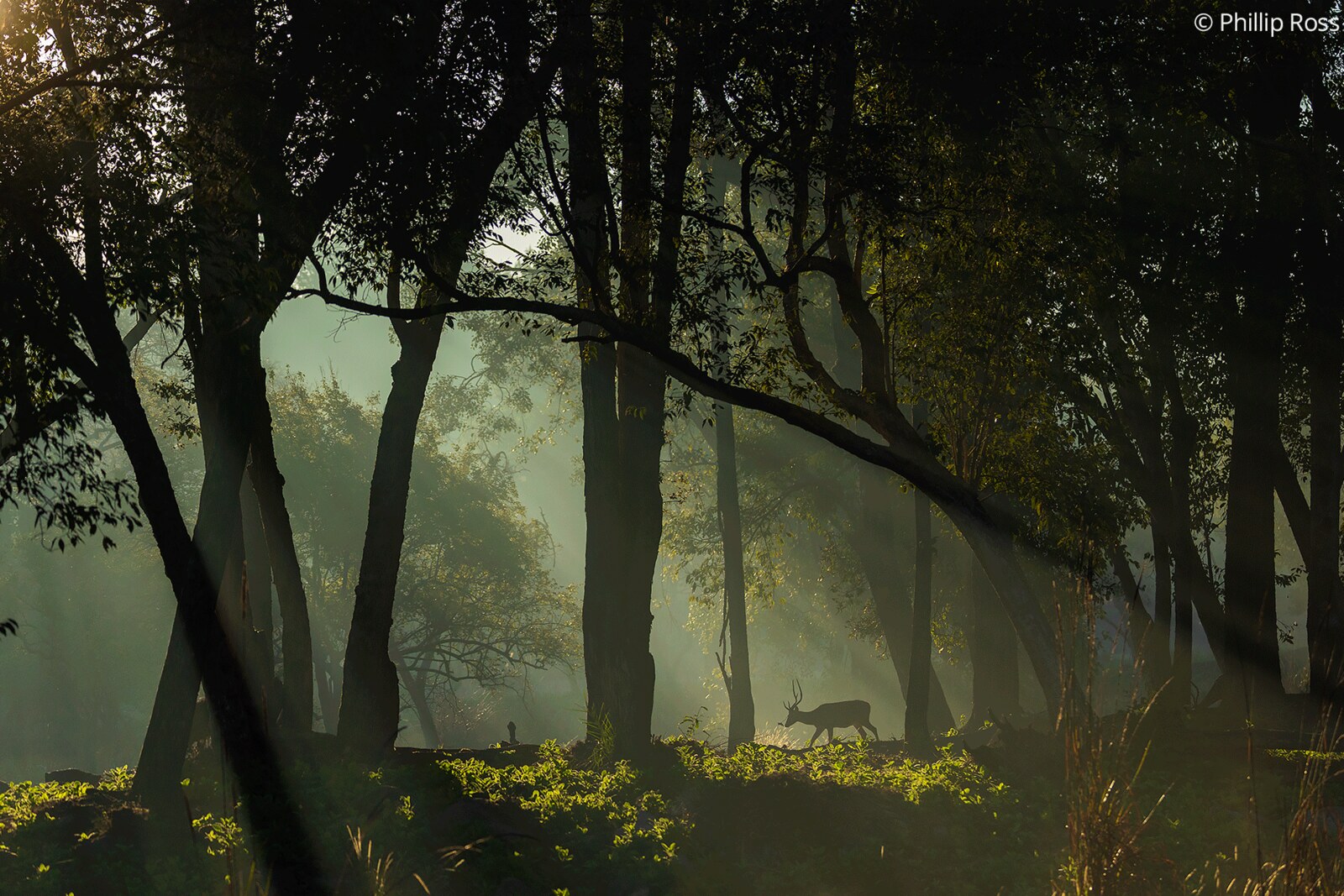 A deer in the misty light of the sal forest