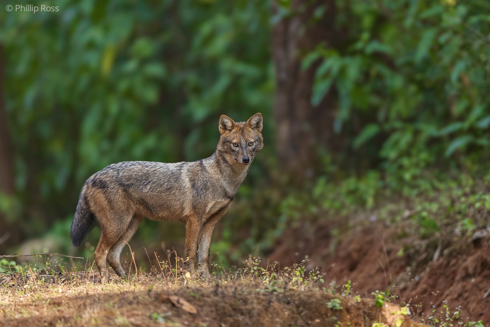 A golden jackal (Canis aureus) at the forest edge