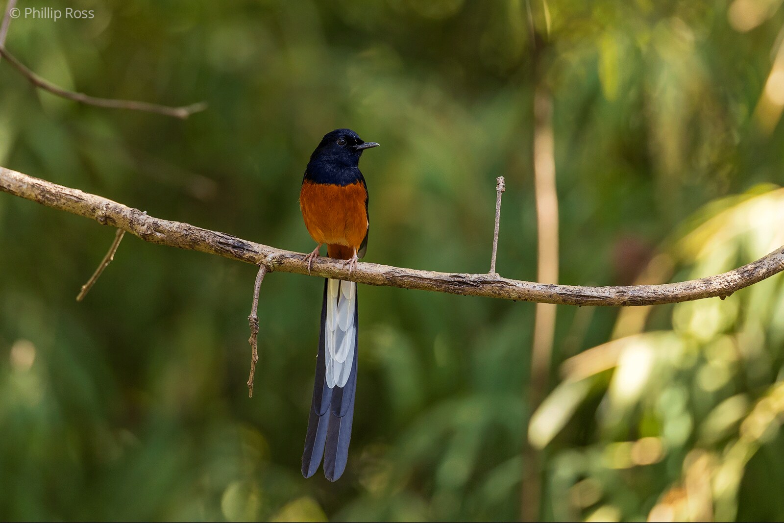 A white-rumped shama (Copsychus malabaricus) on a branch