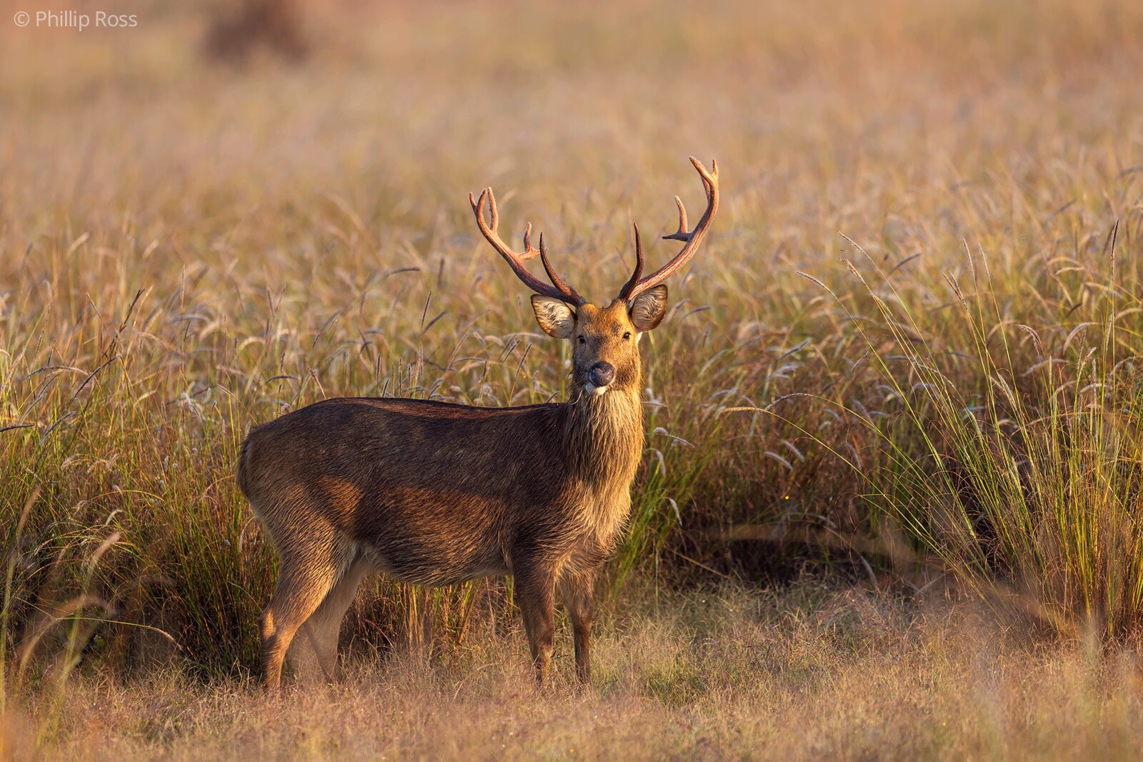A hard-ground barasingha stag (Rucervus duvaucelii branderi) in the golden grass