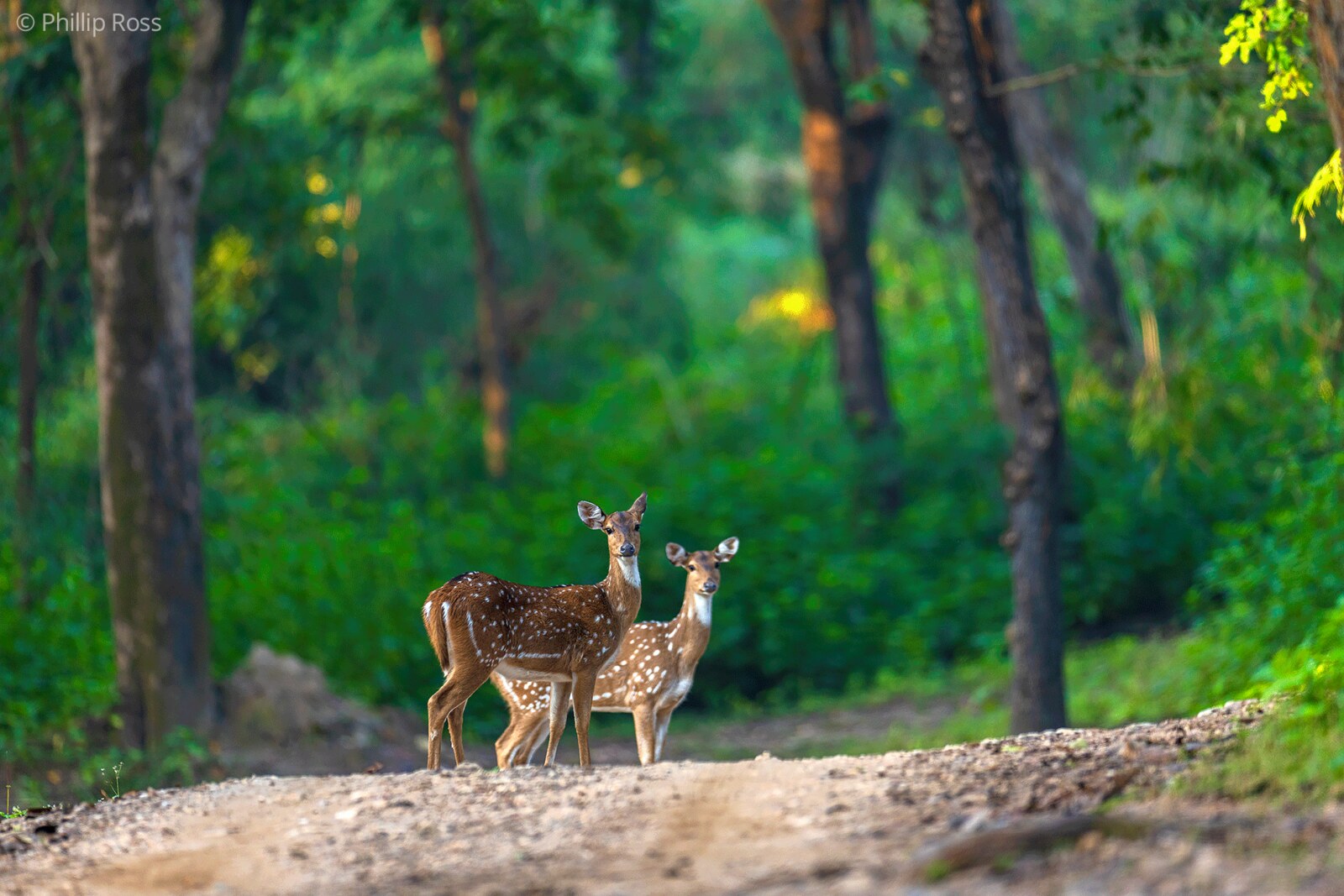 Two spotted deer (Axis axis) on a forest track
