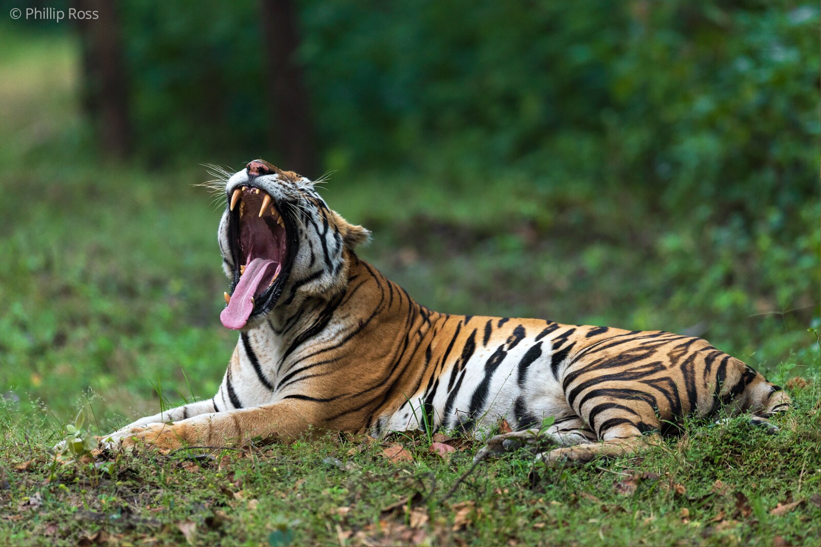 A tiger (Panthera tigris) mid-yawn