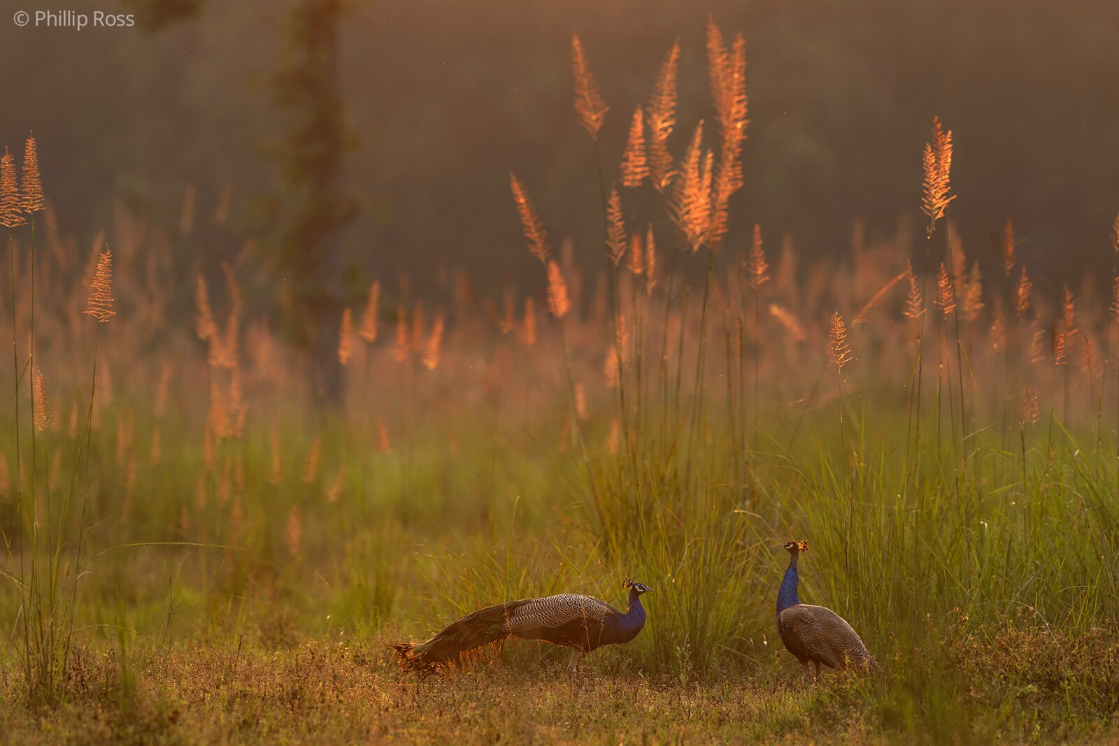 Indian peafowl (Pavo cristatus) beneath backlit grass