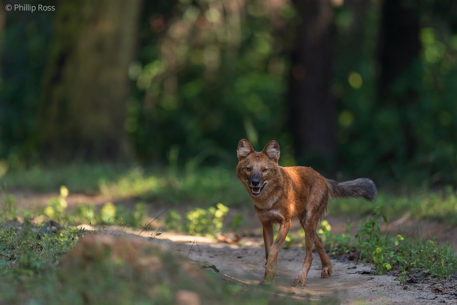 A dhole, or Asiatic wild dog (Cuon alpinus), on a forest track