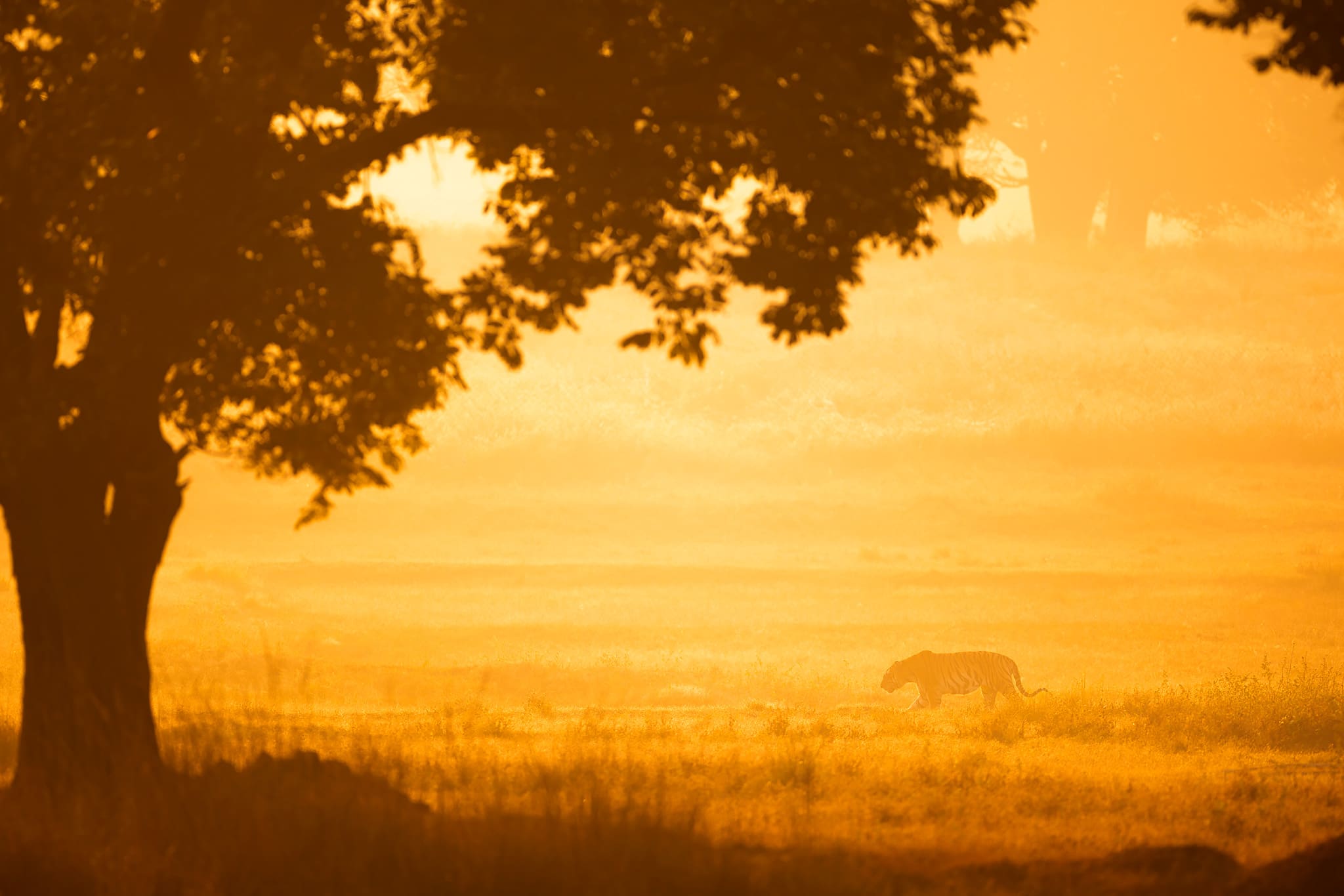 A tiger (Panthera tigris) walking through golden morning mist beneath a tree in Kanha Tiger Reserve
