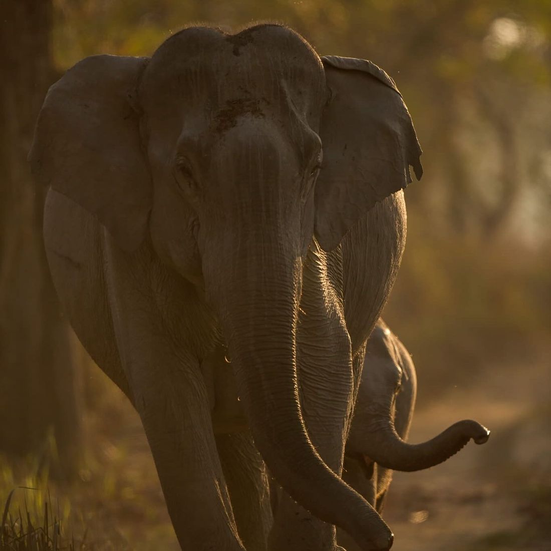 An elephant and calf (Elephas maximus) testing the air