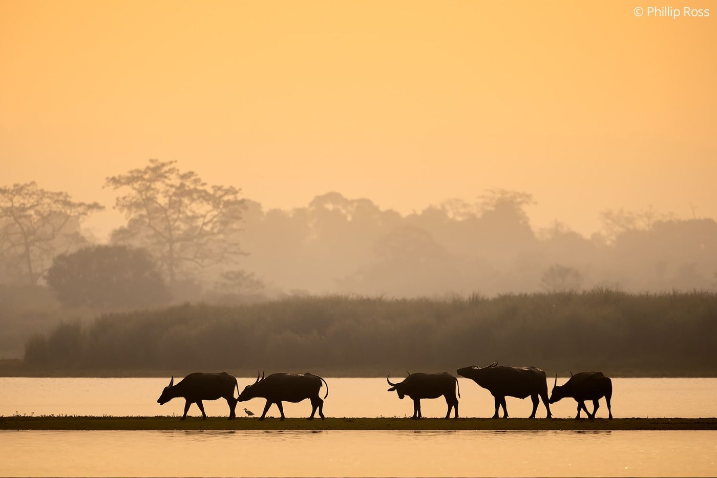 A herd of wild water buffalo (Bubalus arnee) silhouetted against one of Kaziranga’s many jheels