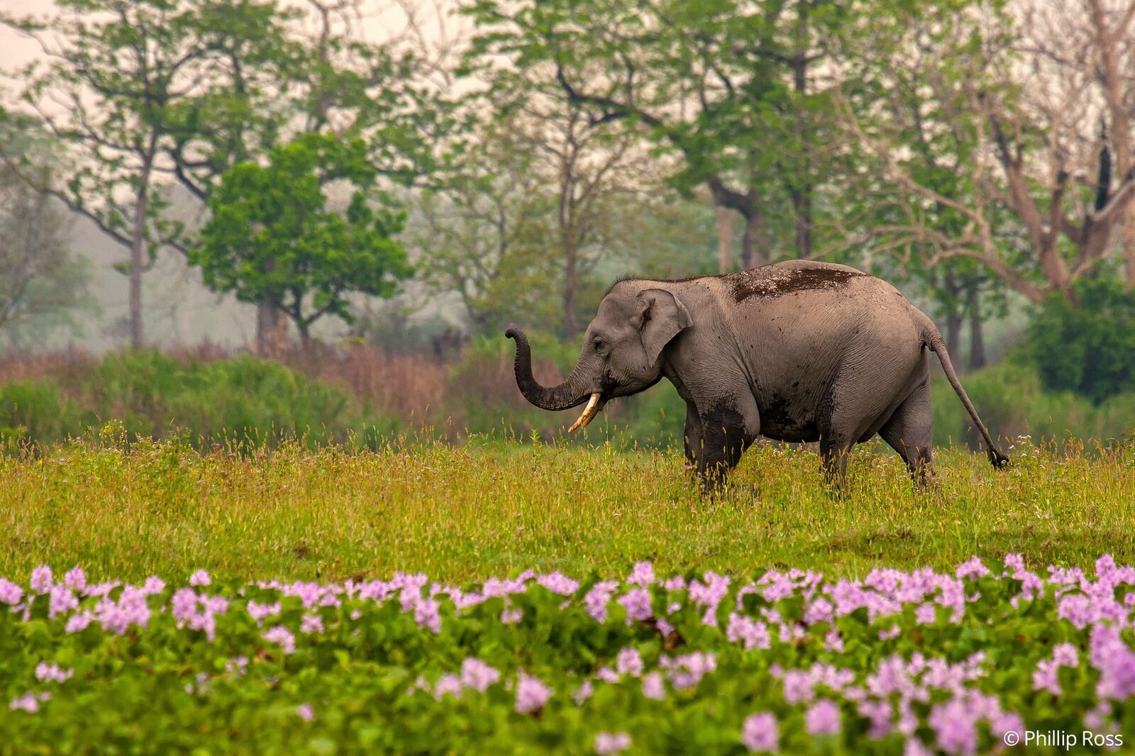 An elephant (Elephas maximus) in the beautiful grasslands of Kaziranga