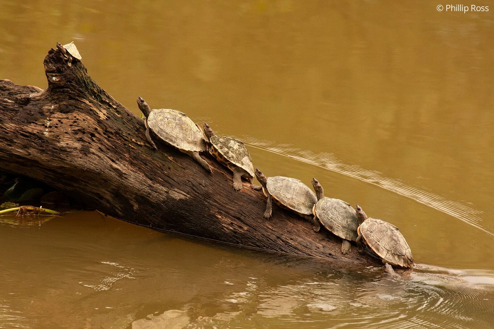 Assam Roof Turtle (Pangshura sylhetensis) in Kaziranga on a Wildlife Photography Tour