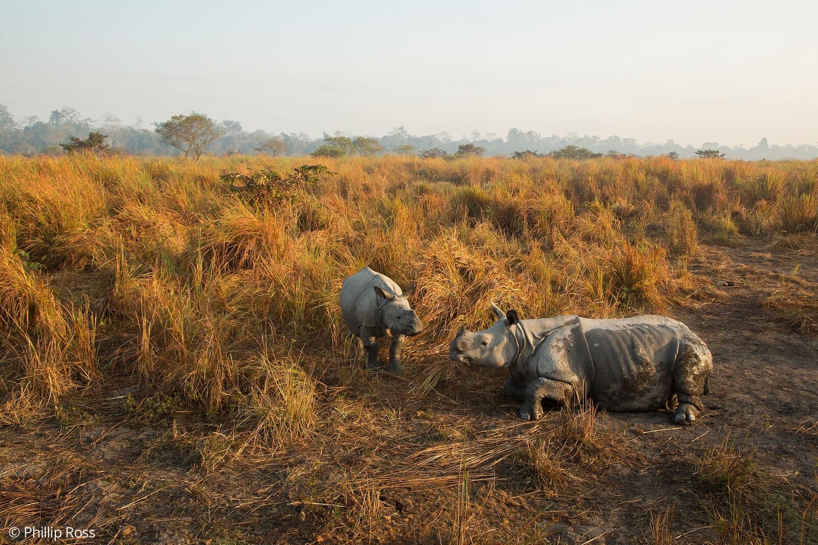 Rhinos (Rhinoceros unicornis) in Kaziranga on a Wildlife Photography Tour