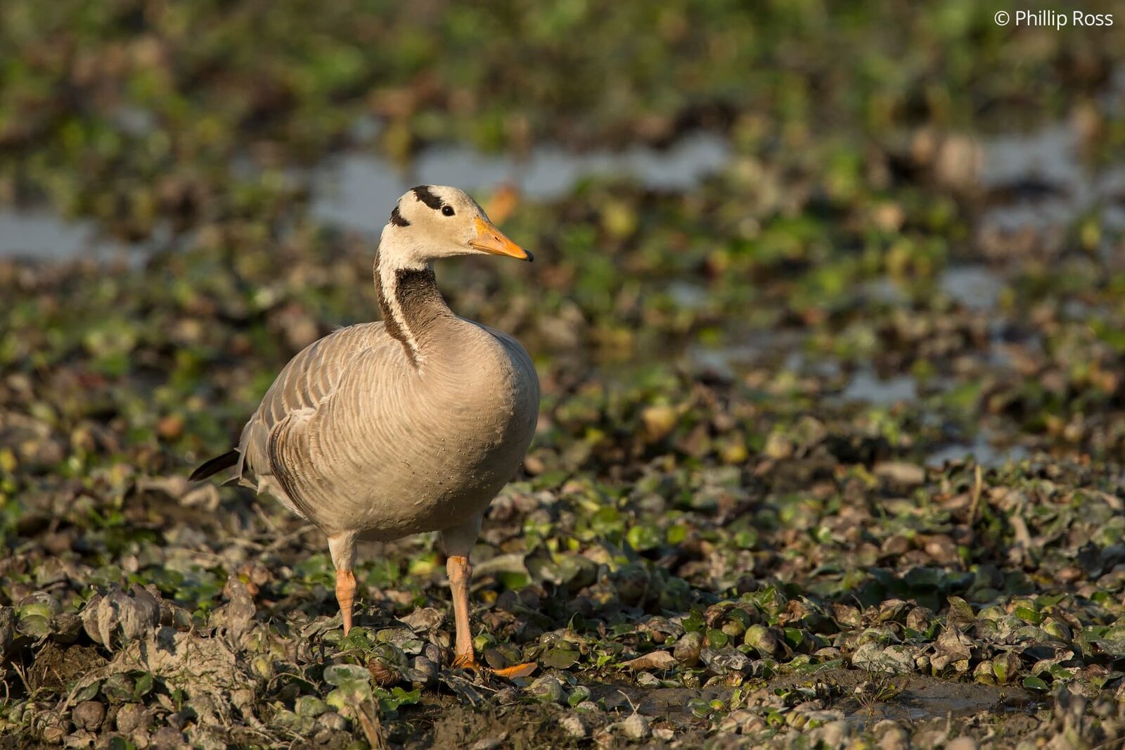 A bar-headed goose (Anser indicus) in Kaziranga