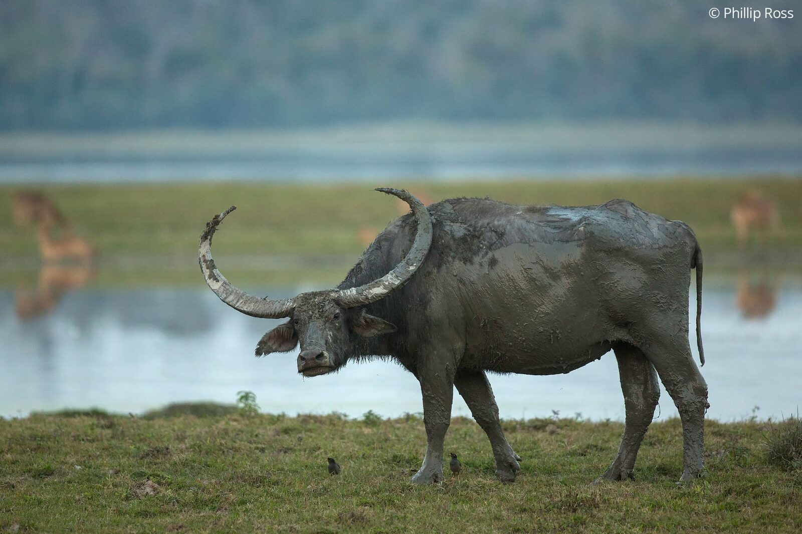 Water Buffalo (Bubalus arnee) in Kaziranga on a Wildlife Photography Tour