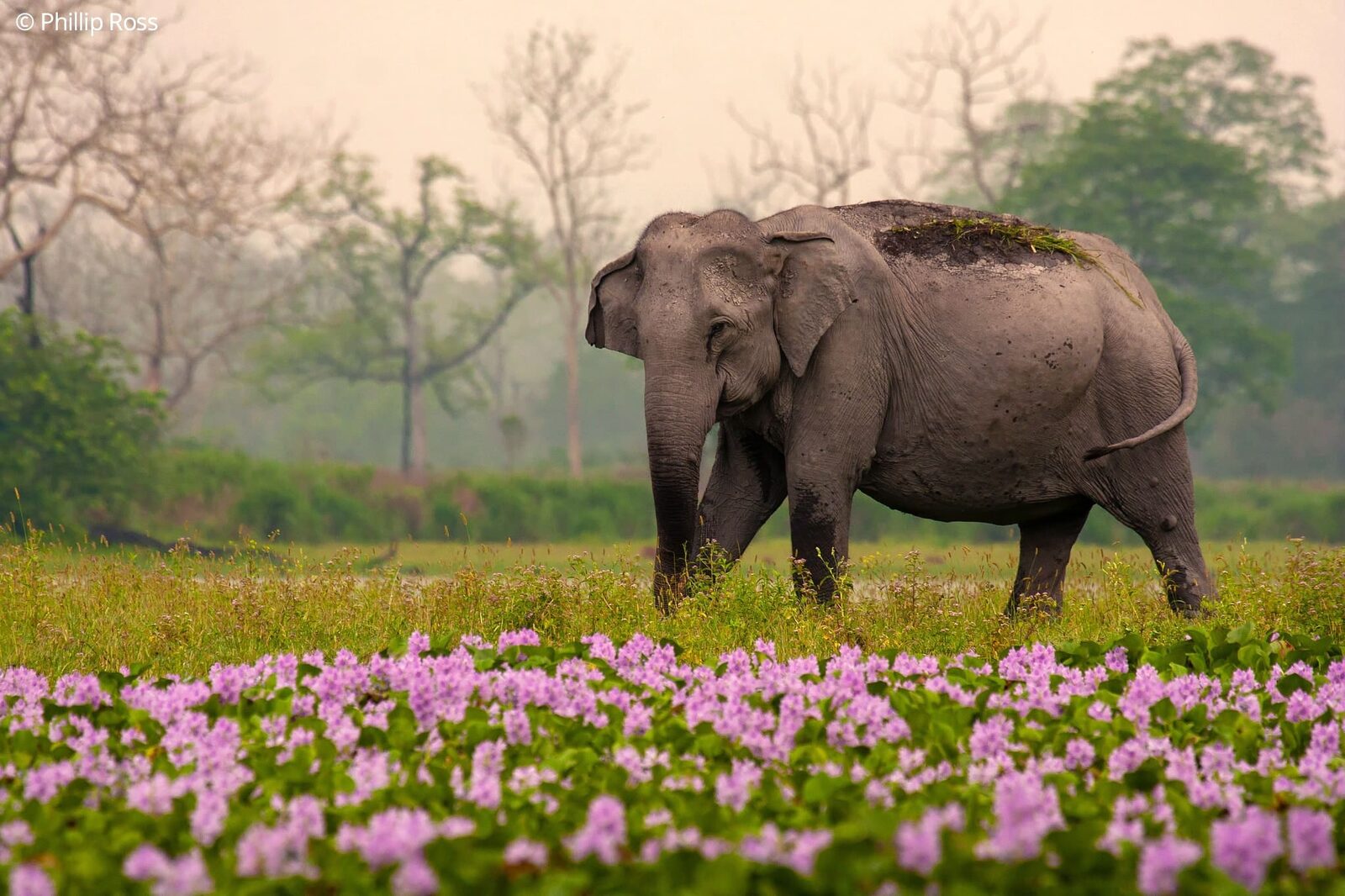 Elephant (Elephas maximus) in Kaziranga