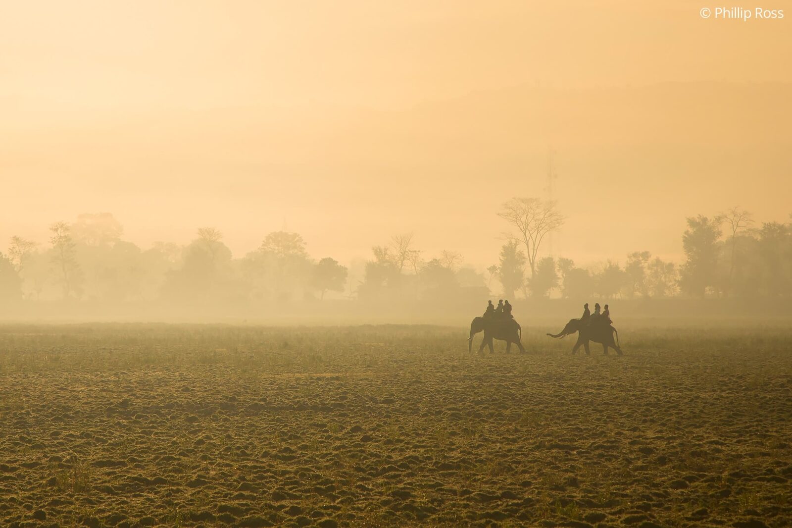 Elephant (Elephas maximus) Safari in Kaziranga on a Wildlife Photography Tour
