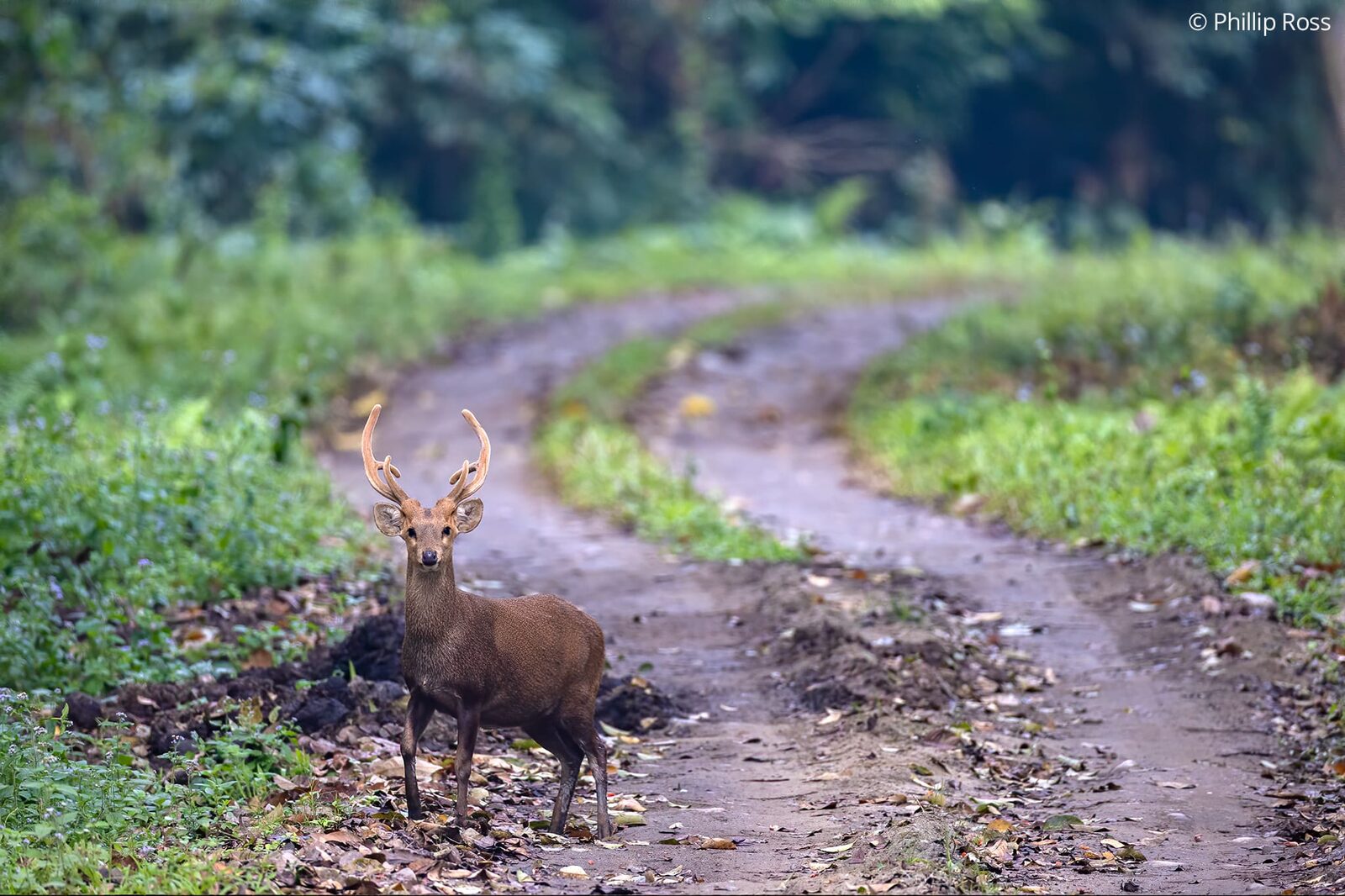 A hog deer (Axis porcinus) on the safari track in Kaziranga