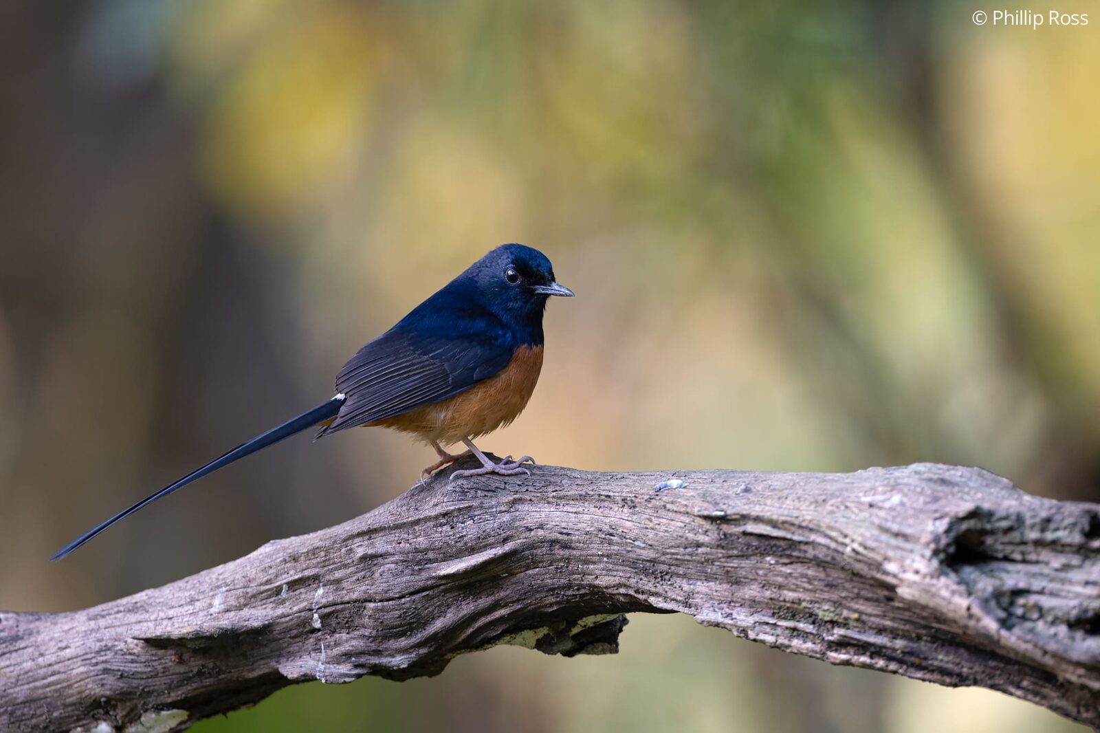 A white-rumped shama (Copsychus malabaricus) posing beautifully