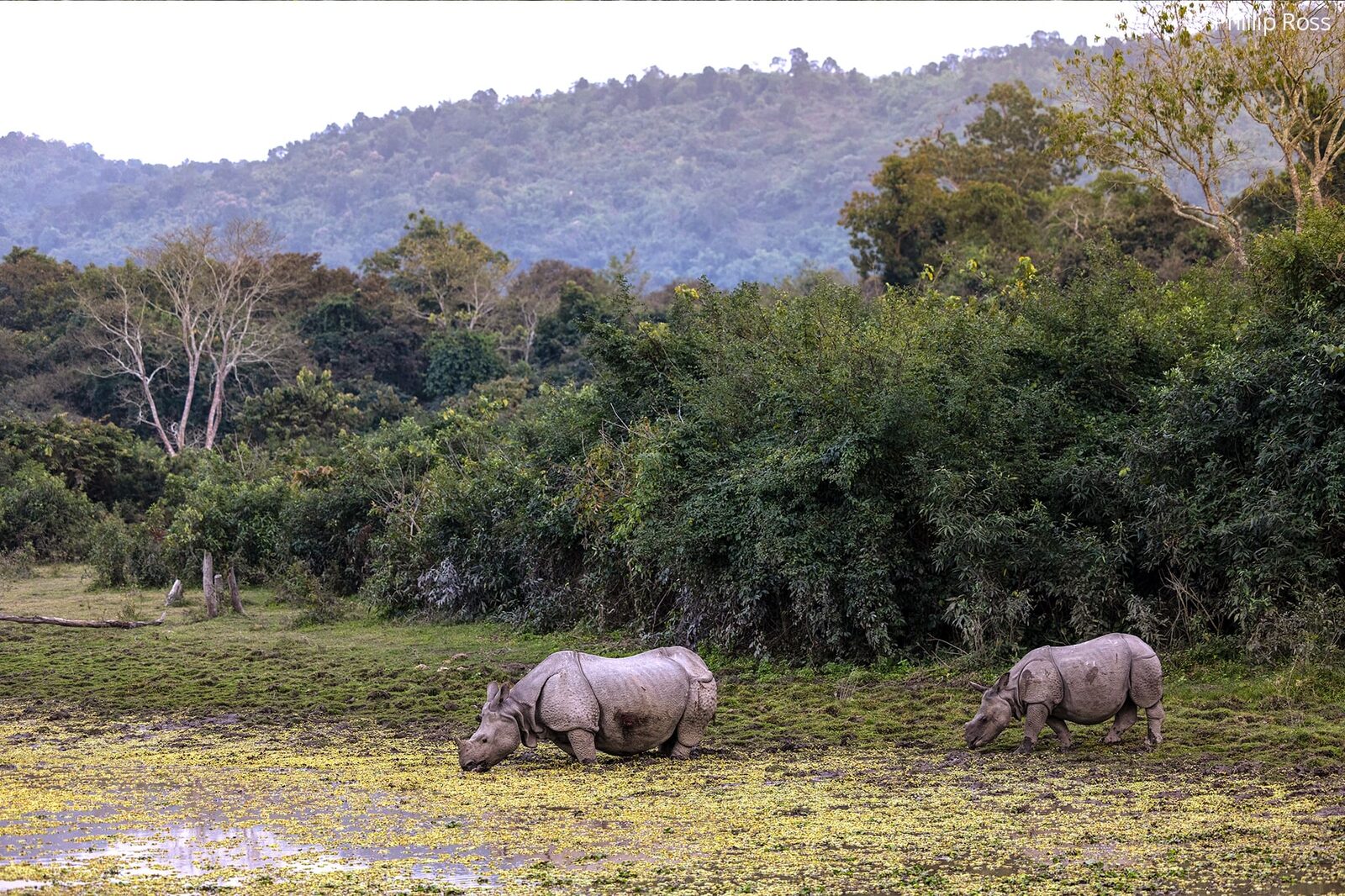 Kaziranga, one of India’s finest places to photograph rhinoceroses (Rhinoceros unicornis)