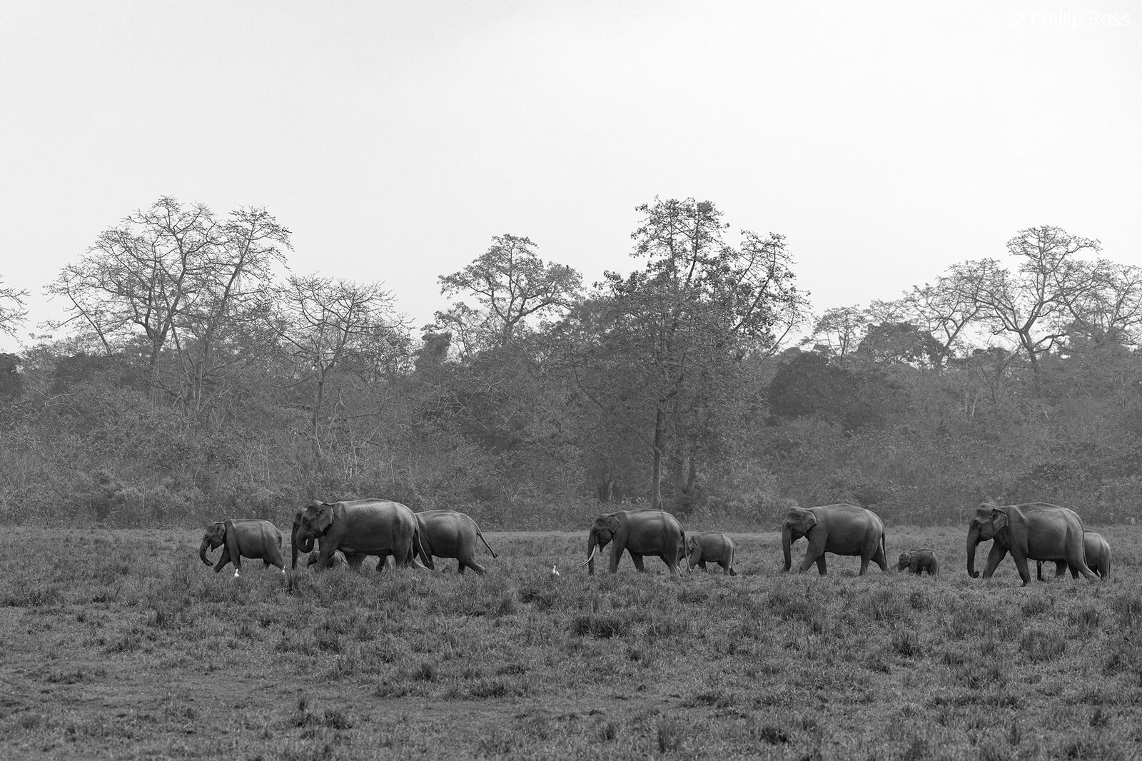 A large herd of elephants (Elephas maximus) in Kaziranga