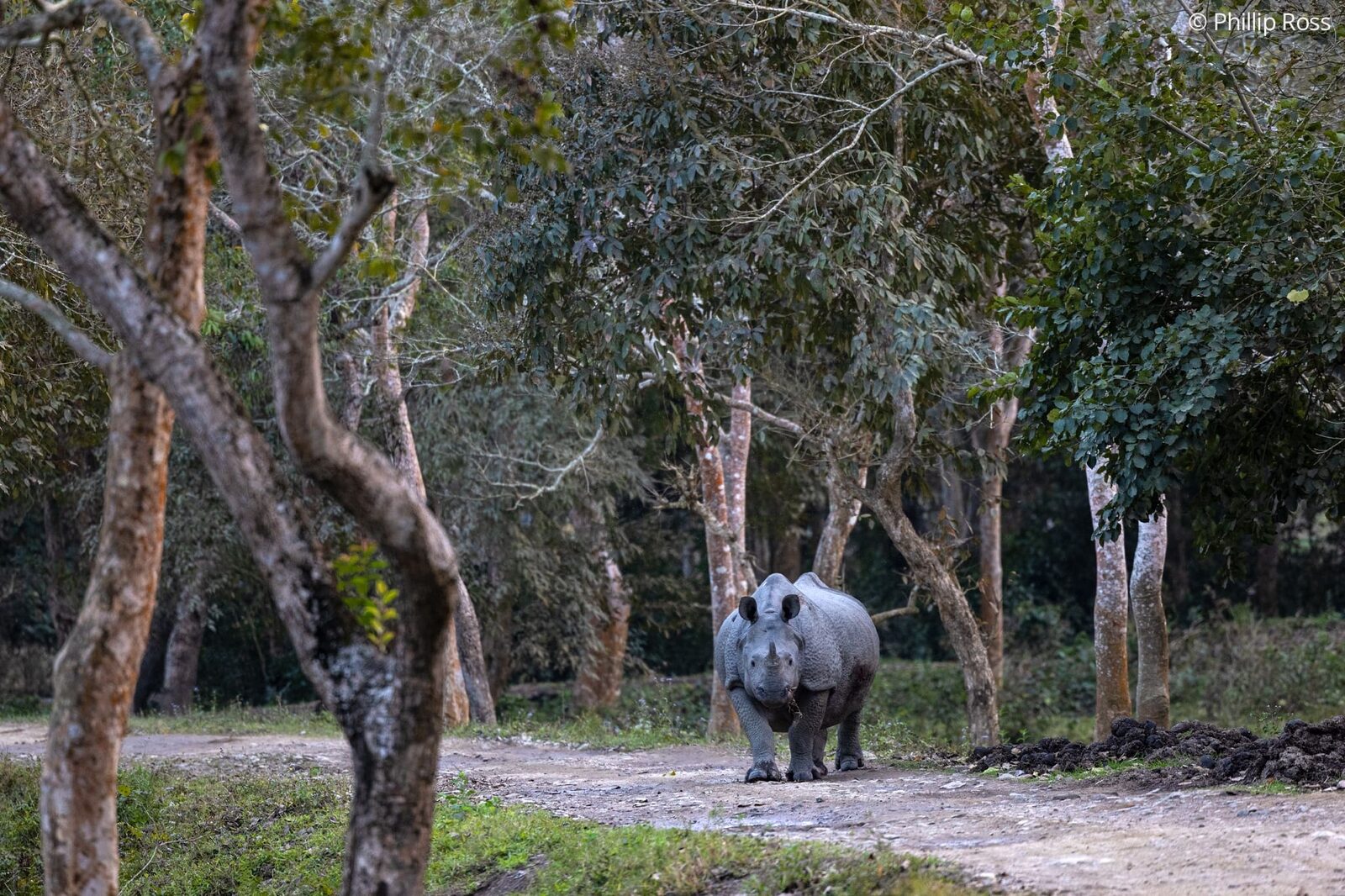 A rhinoceros (Rhinoceros unicornis) walking along the safari track