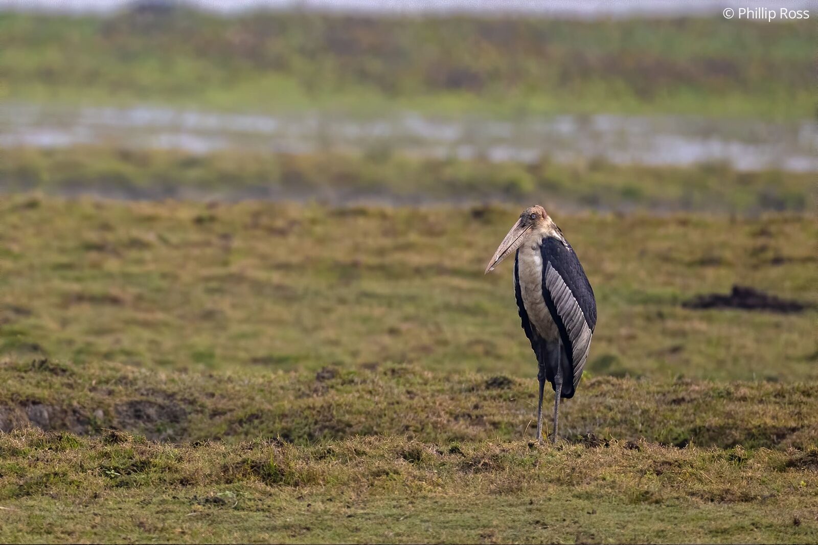 A greater adjutant (Leptoptilos dubius) in Kaziranga