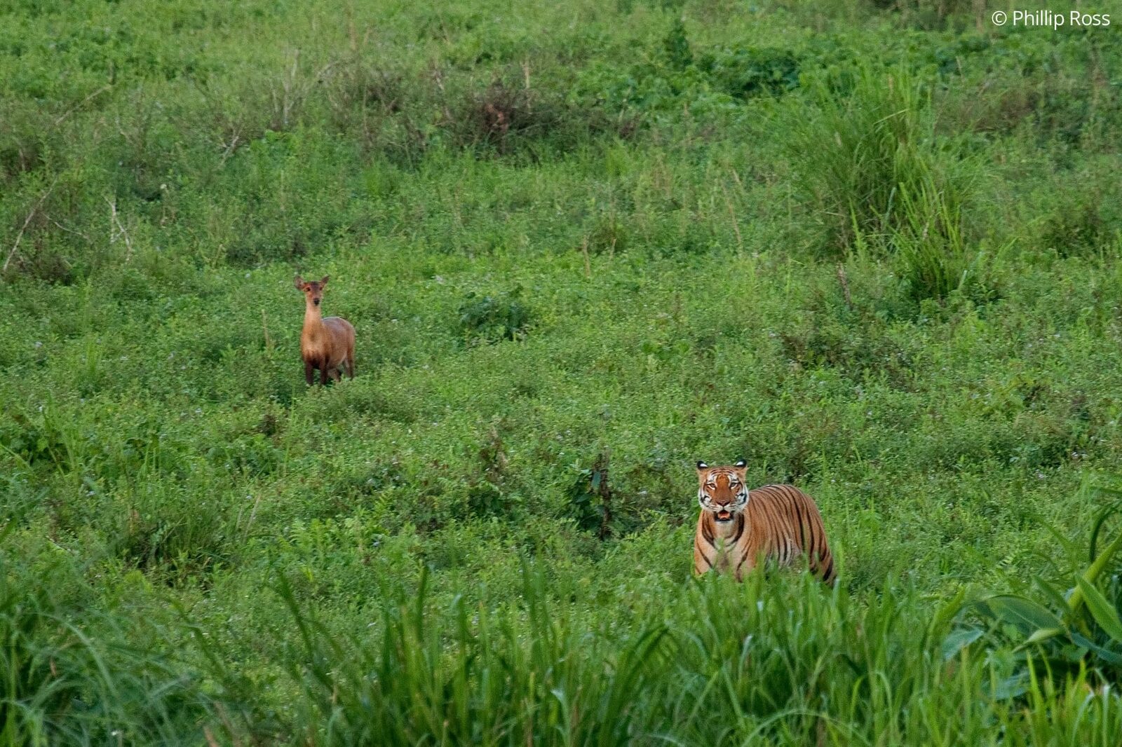 A rare sighting of a tiger (Panthera tigris) and hog deer (Axis porcinus) in a single frame in Kaziranga