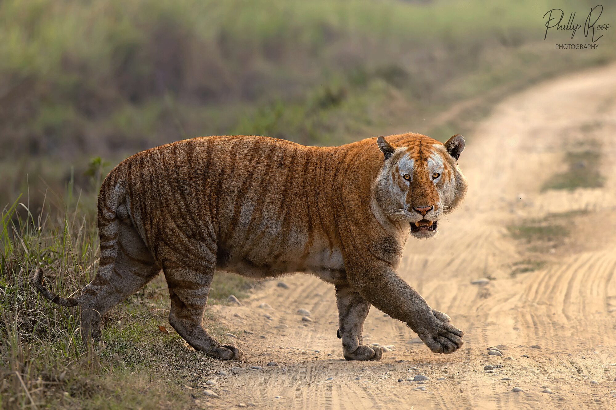 A rare golden tiger (Panthera tigris) crossing a dirt track in Kaziranga, looking toward the camera