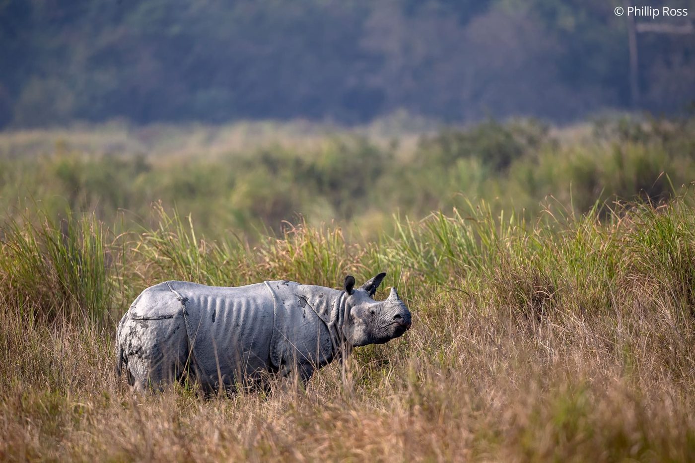 Kaziranga, home to the greater one-horned rhinoceros, or Indian rhinoceros (Rhinoceros unicornis)