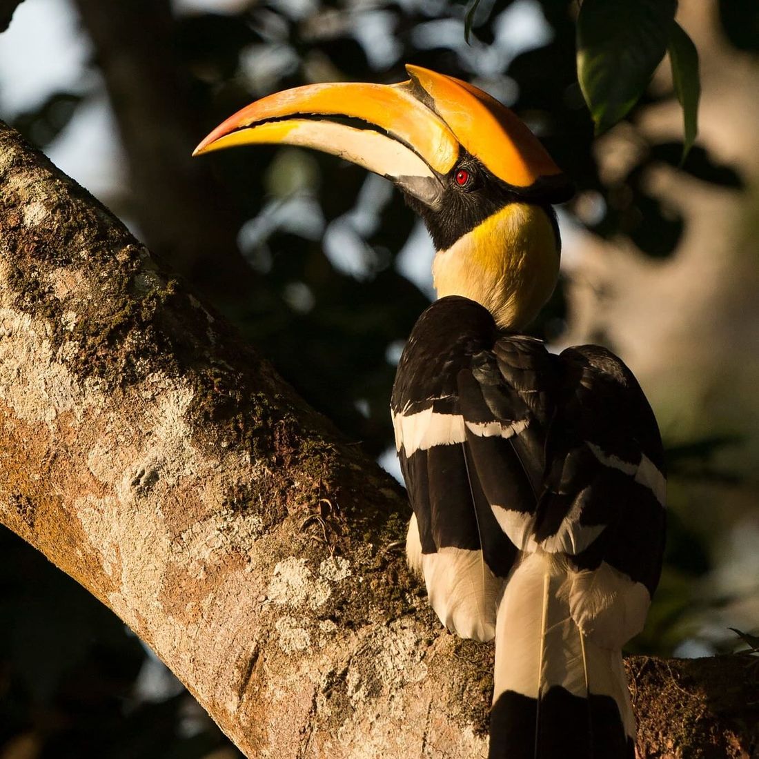 A great hornbill (Buceros bicornis) perched high in a tree