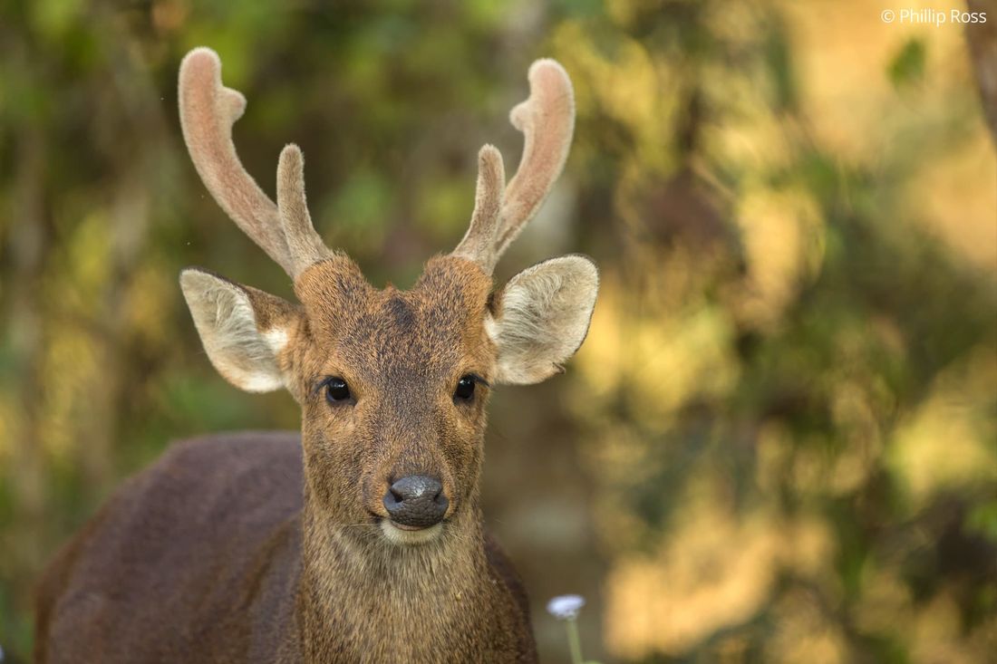 A hog deer (Axis porcinus) in Kaziranga