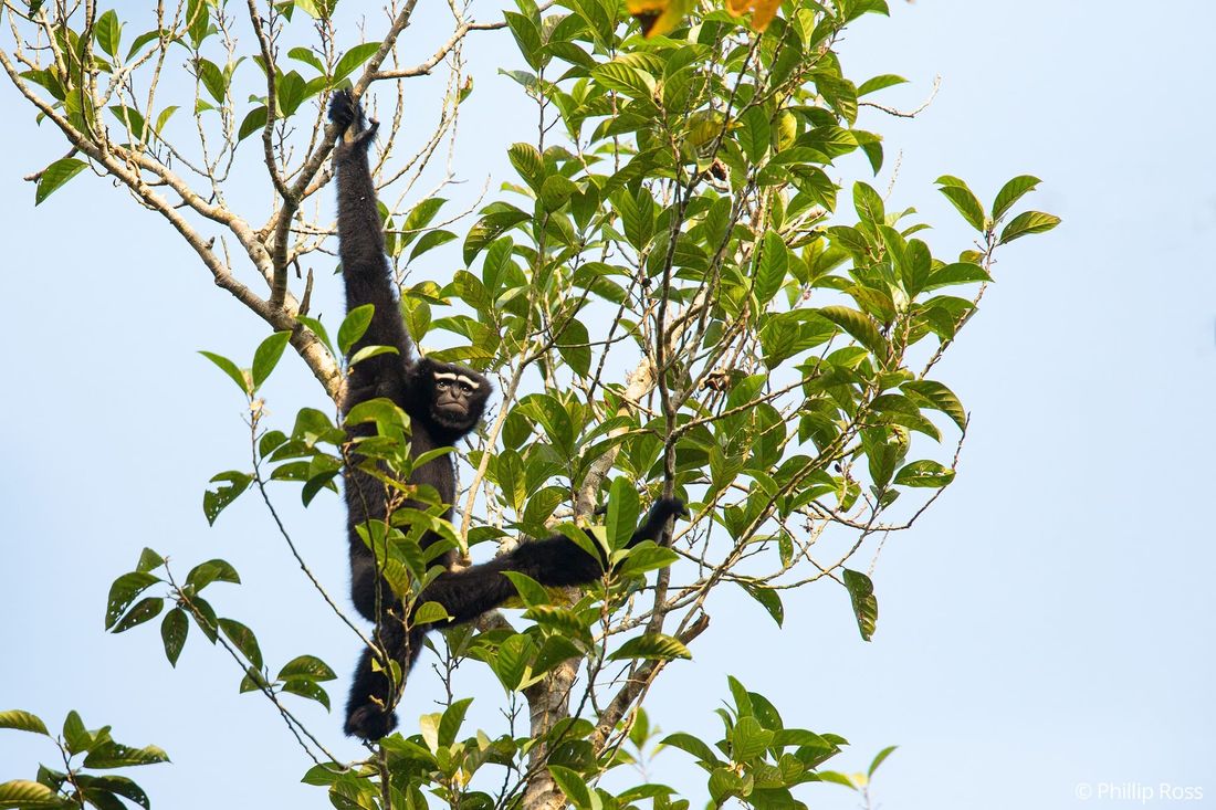 A male western hoolock gibbon (Hoolock hoolock) swinging through the branches