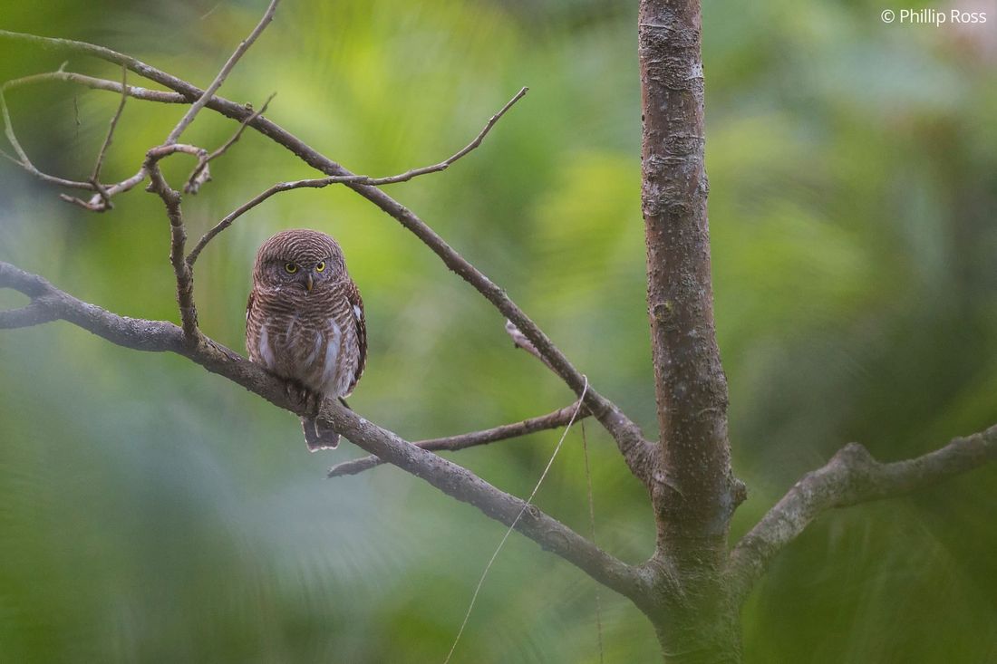 An Asian barred owlet (Glaucidium cuculoides) staring back, creating a wonderful photographic opportunity