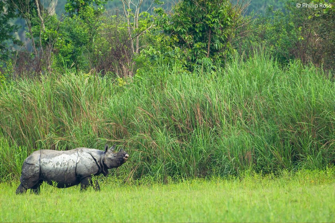 A rhinoceros (Rhinoceros unicornis) walking through elephant grass