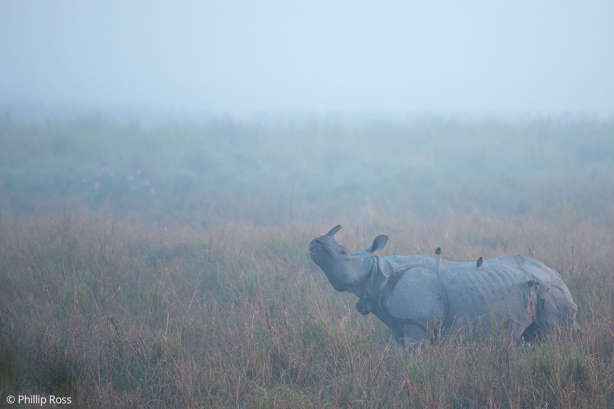 A one-horned rhinoceros standing in morning mist over the grasslands of Kaziranga