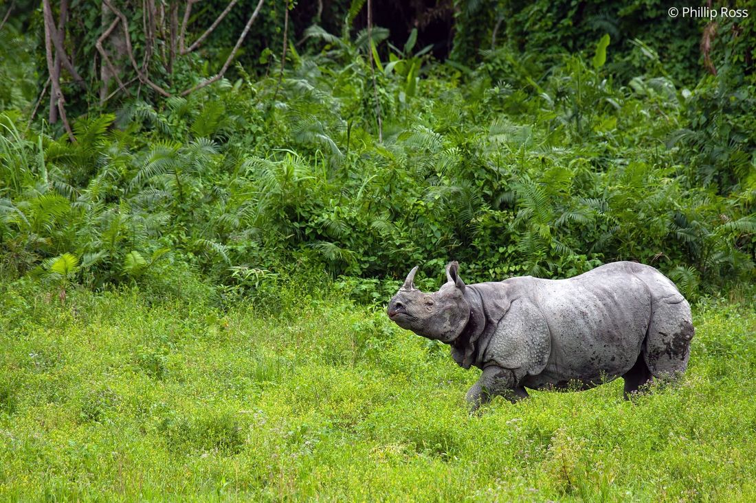 A rhinoceros (Rhinoceros unicornis) amid the lush greenery