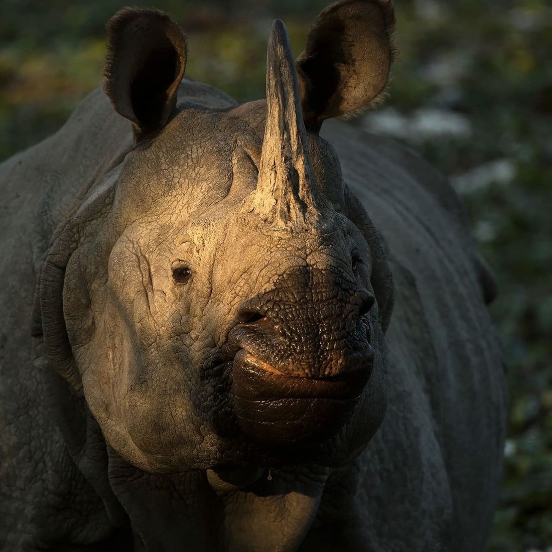 A greater one-horned rhinoceros (Rhinoceros unicornis) in the spotlight